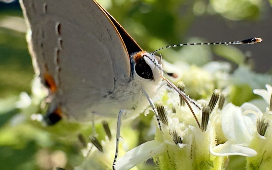 5 Ways Native Plants Enhance Local Ecosystems