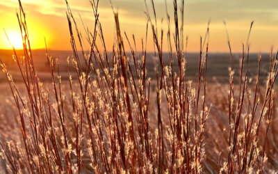 5 Ways Native Plants Enhance Local Ecosystems